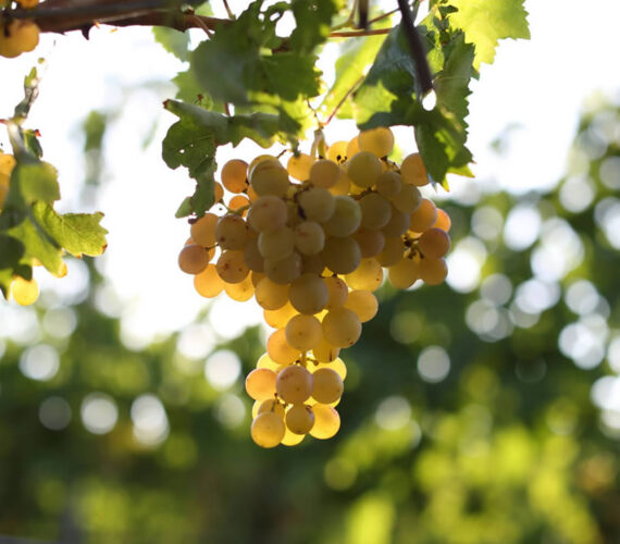 Üzüm – Bağcılık – Şarapçılık